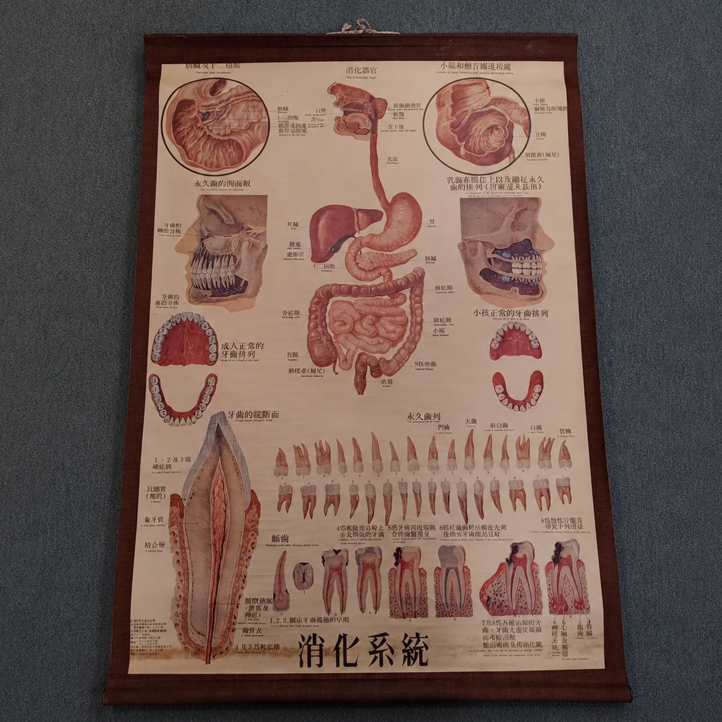 Dental, inner organ teaching material scroll 牙齒與人體內臟教學圖卷
